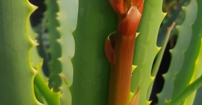 Zdravilna Aloa Arborescens