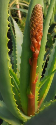 Zdravilna Aloa Arborescens